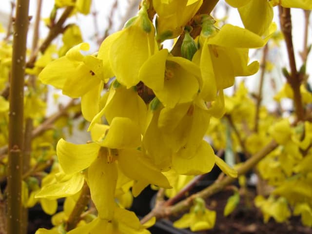 Forsythia 'Fiesta'