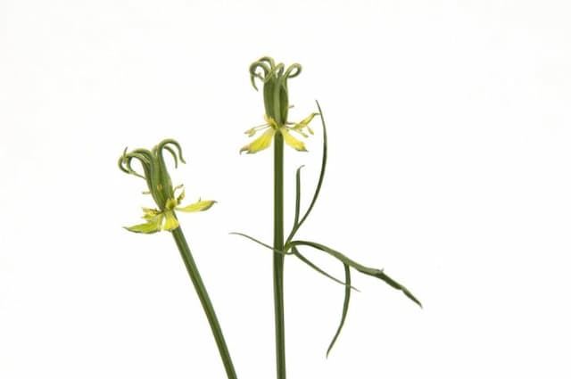 Yellow fennel flower 'Transformer'