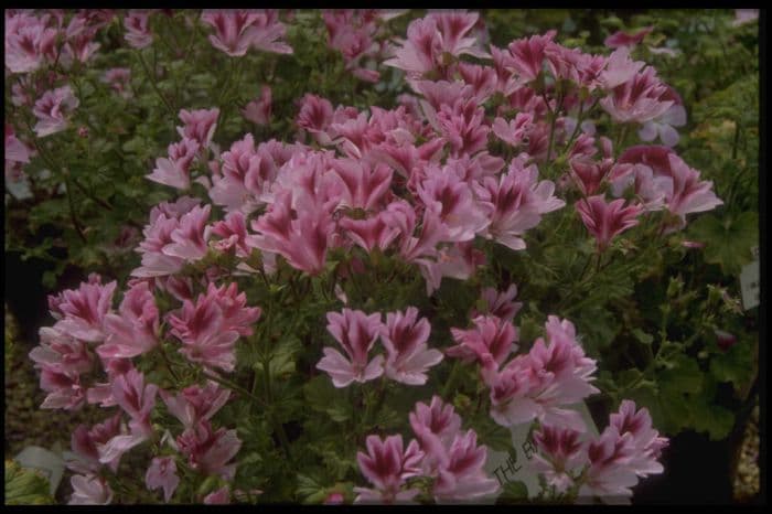 pelargonium 'The Barle'