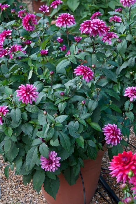 Dahlia 'Ruby Murray'