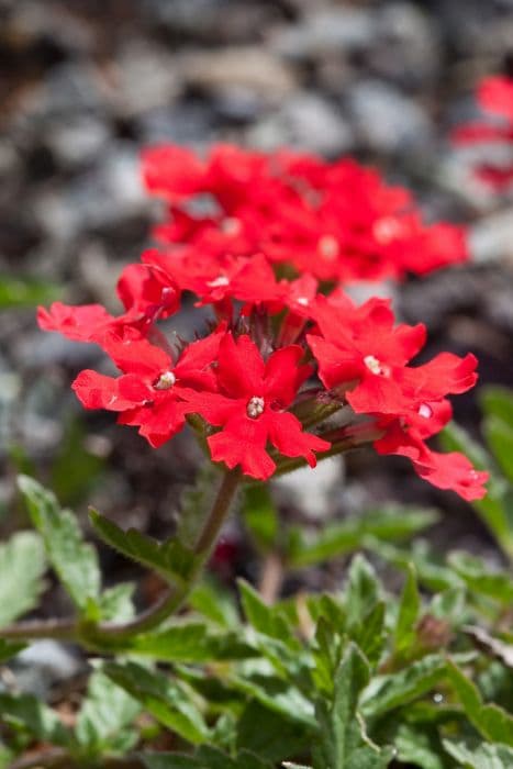 Peruvian mock vervain