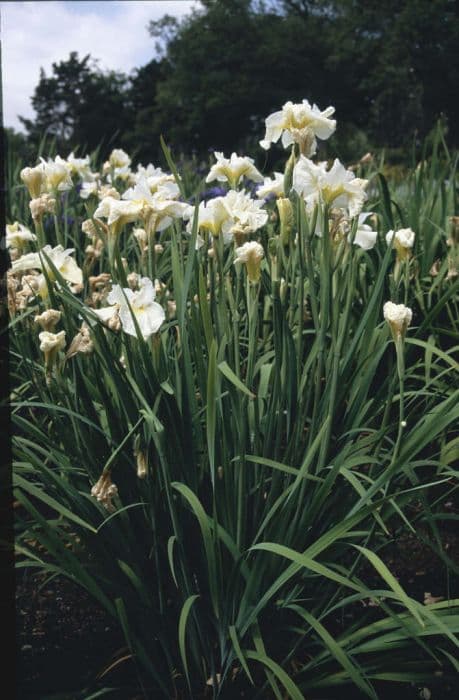 Siberian iris 'Crème Chantilly'