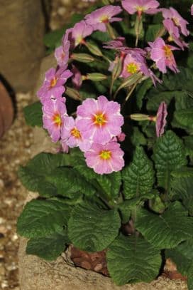 primrose 'Avondale'