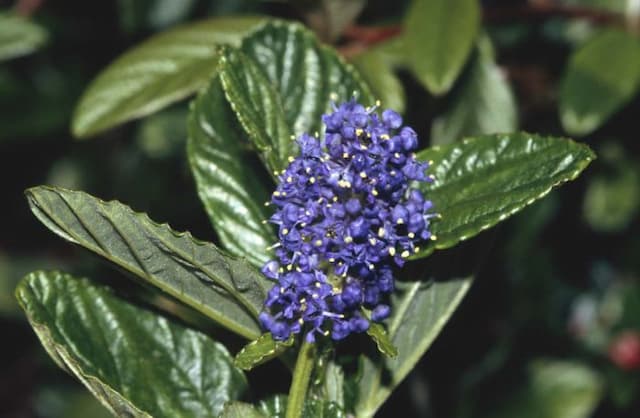 Californian lilac 'Yankee Point'