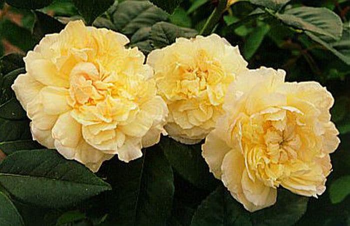 rose 'Céline Forestier'