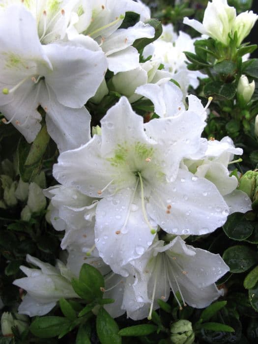Rhododendron 'Pleasant White'