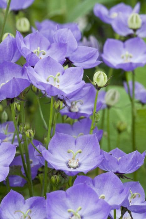 bellflower 'Samantha'