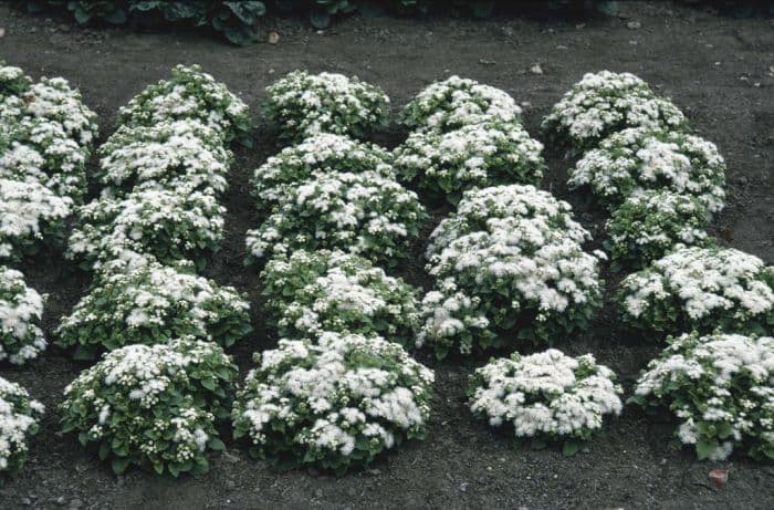 Mexican paintbrush 'Hawaii White'