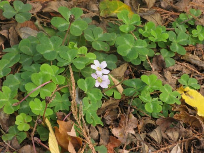 redwood sorrel