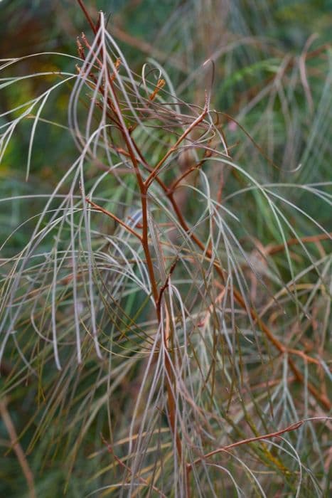 Johnson's spider flower