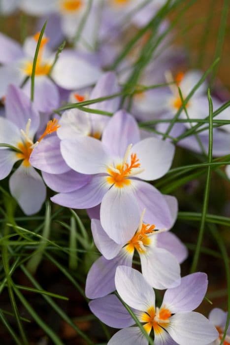 Smooth crocus