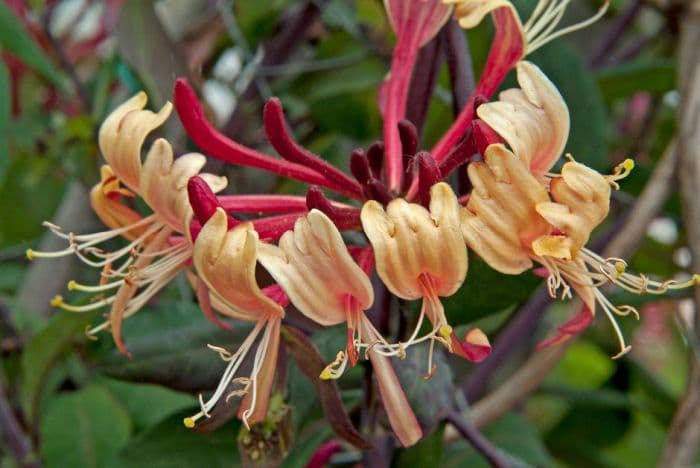 honeysuckle 'Serpentine'