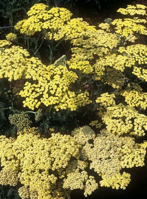 Egyptian yarrow