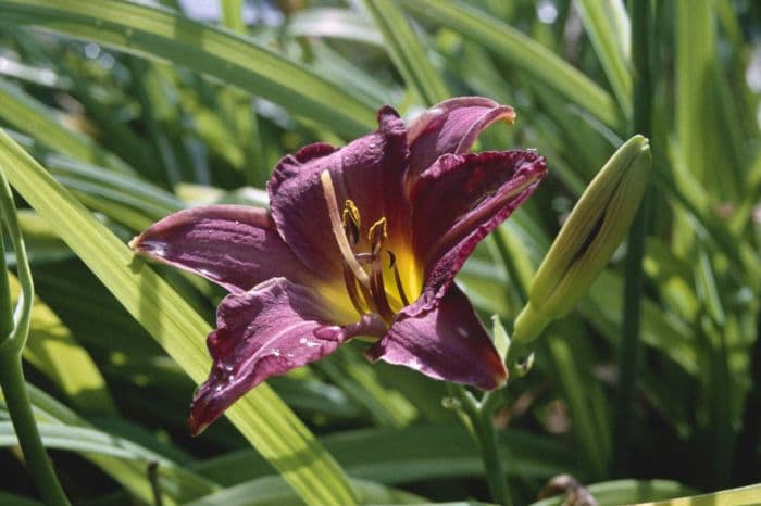 daylily 'Little Wine Cup'