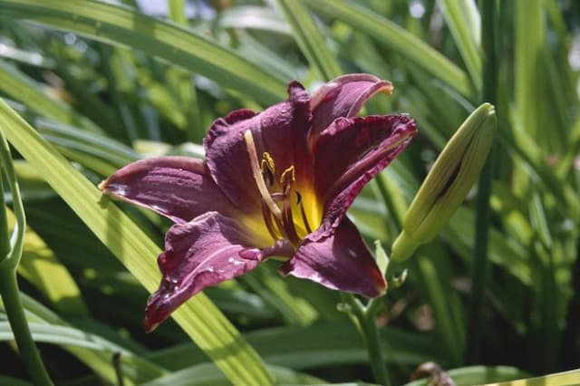 Daylily 'Little Wine Cup'
