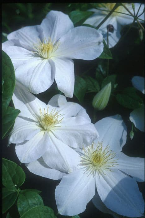 clematis 'Marie Boisselot'