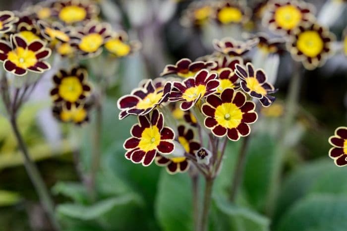 polyanthus Gold-laced Group