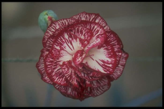 border carnation 'David Saunders'