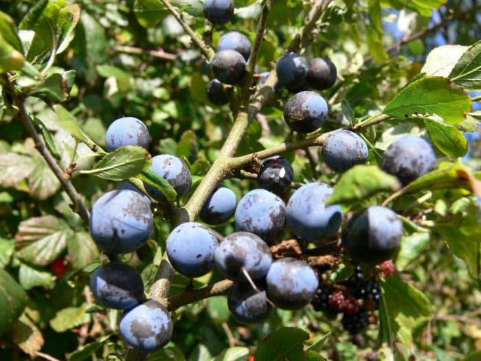 common bilberry