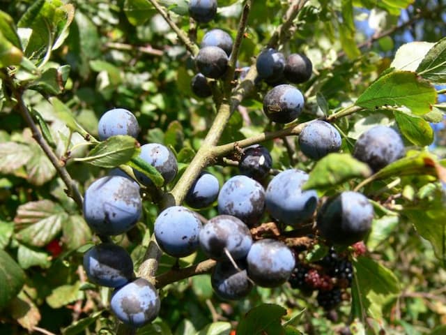 Common bilberry