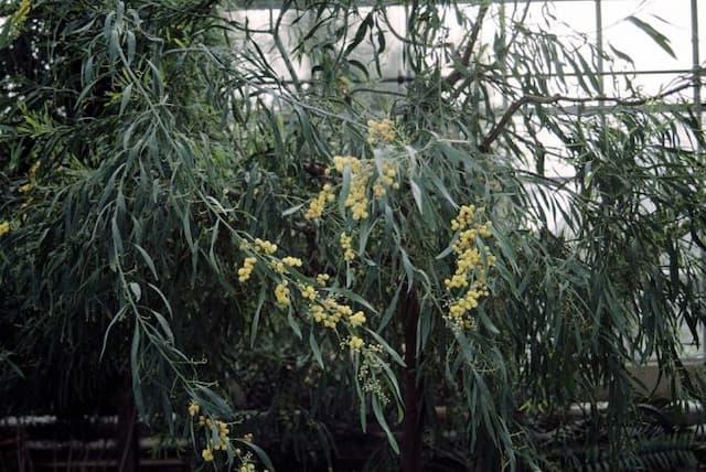 Swamp wattle