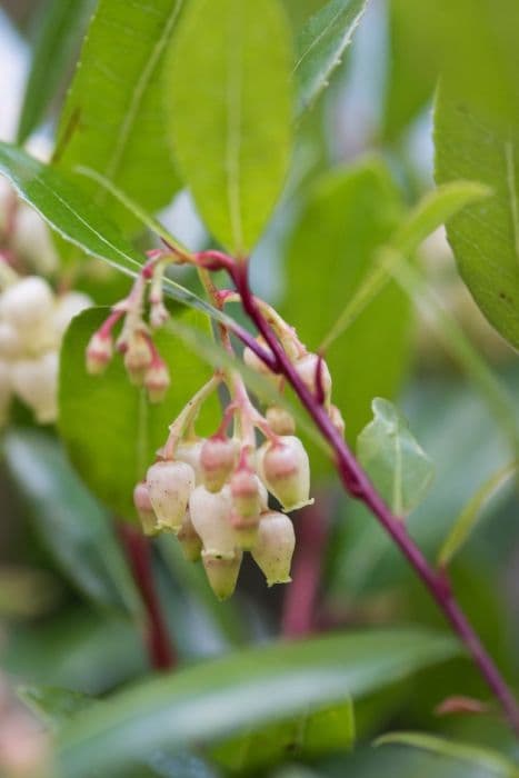 strawberry tree 'Compacta'