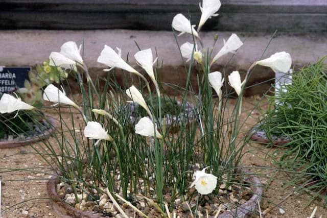 Leafy white hoop-petticoat daffodil