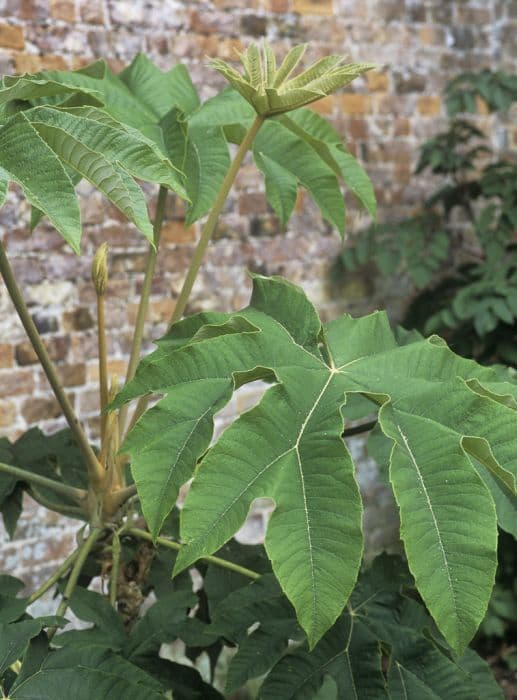 Chinese rice-paper plant 'Rex'