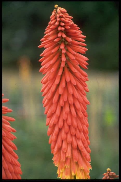 red-hot poker 'Samuel's Sensation'