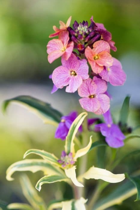 peach-flowered wallflower 'Variegatum'