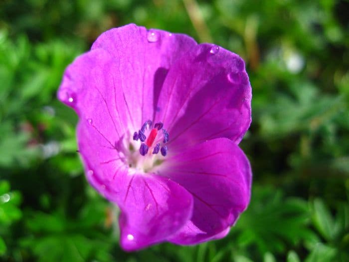 bloody cranesbill 'Elsbeth'