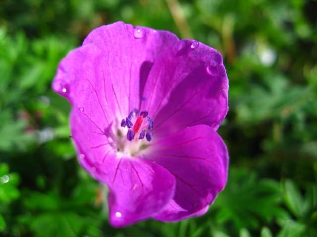 Bloody cranesbill 'Elsbeth'