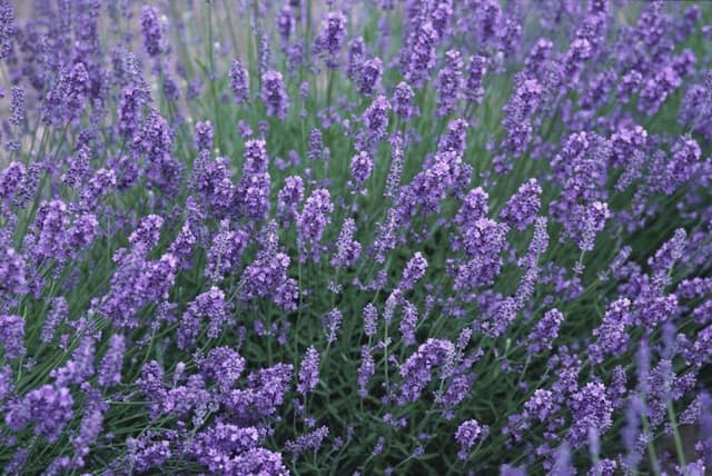 English lavender 'Beechwood Blue'