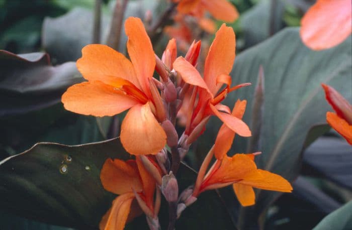 canna 'Ingeborg'