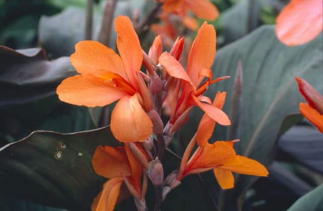 Canna 'Ingeborg'