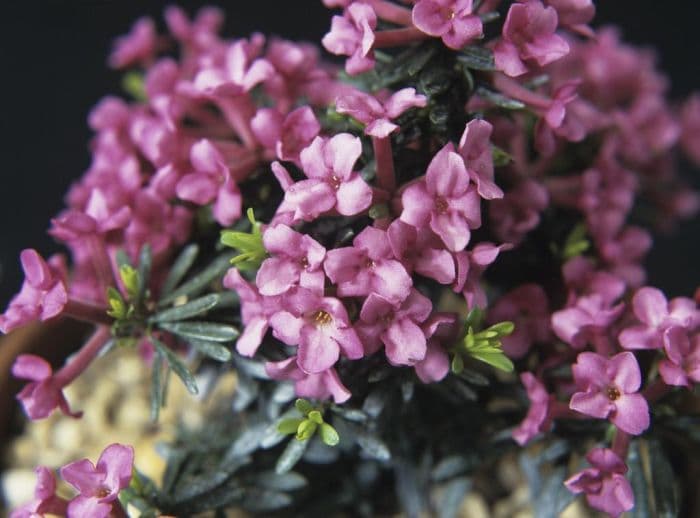 daphne 'Kath Dryden'