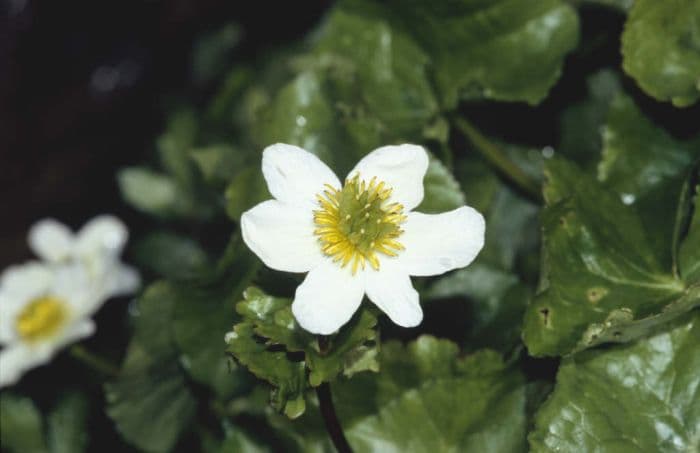 white marsh marigold