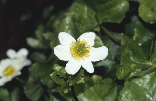 White marsh marigold