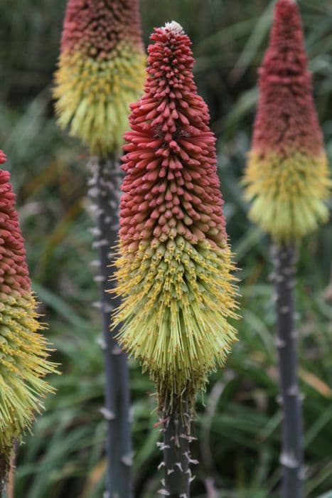 caulescent red-hot poker 'John May'