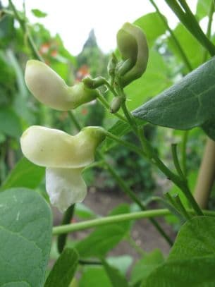 bean (runner) 'White Lady'