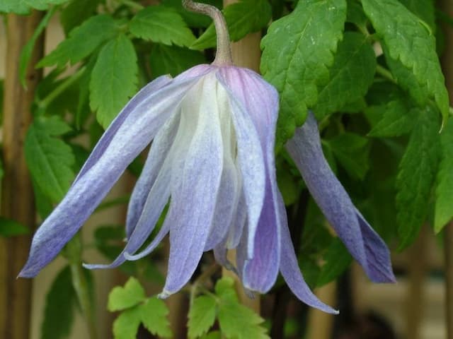 Clematis 'Wesselton'