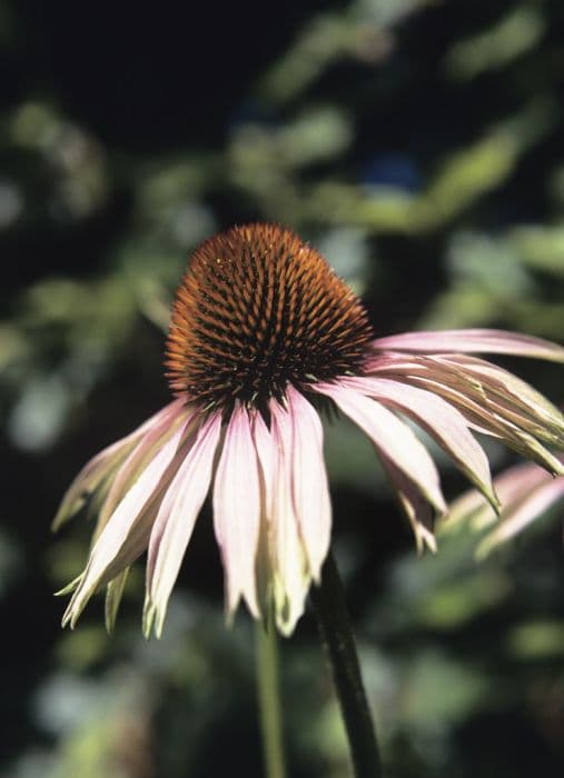 purple coneflower Bressingham hybrids