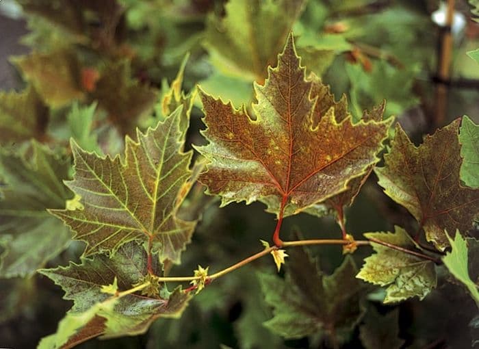 oriental plane 'Mirkovec'