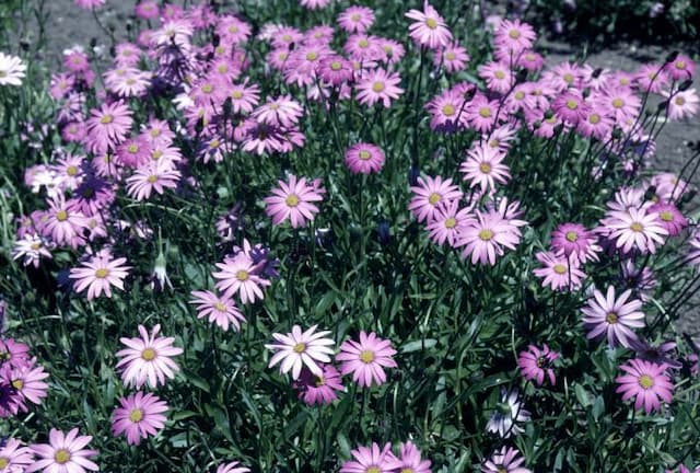 African daisy 'Merriments Joy'