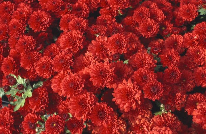 chrysanthemum 'Turner'