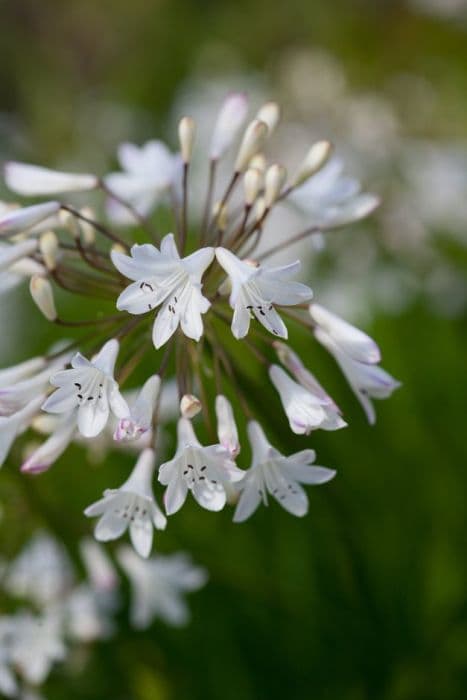 white bell agapanthus