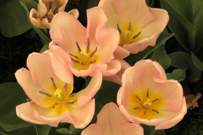tulip 'Evening Breeze'