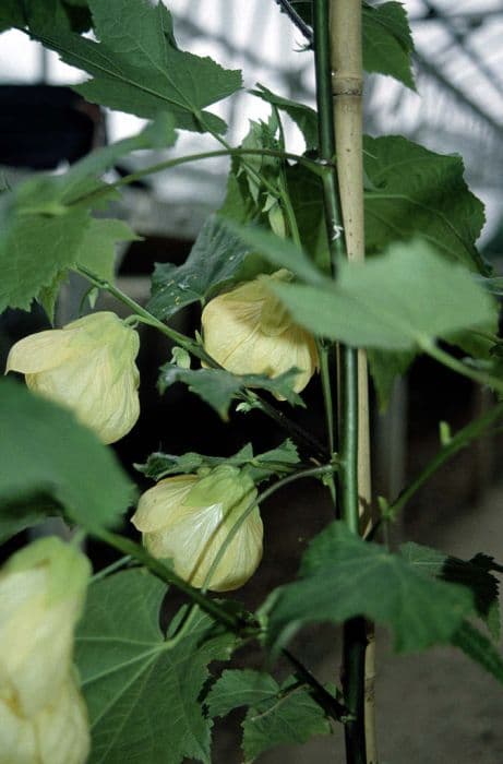 abutilon 'Canary Bird'