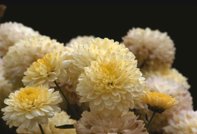 Chrysanthemum 'Pennine Magic'
