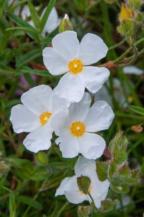 rock rose 'Ingwersenii'